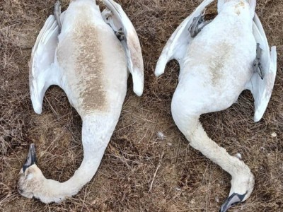 
                    Более тысячи мертвых лебедей обнаружено в Мангистауской области
                
