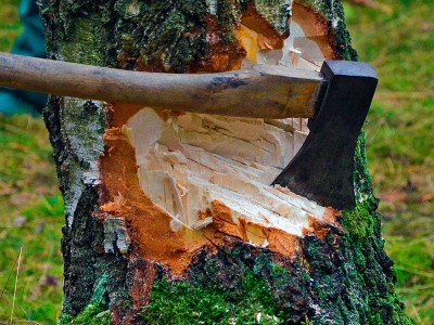 
                    По факту вырубки деревьев в Алматы возбуждено уголовное дело
                