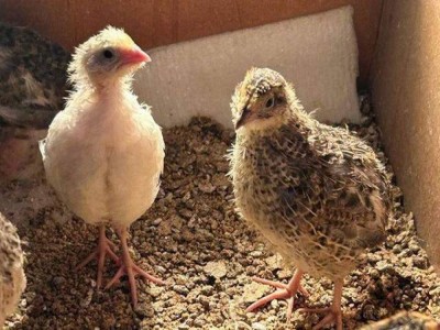
                    Школьница из области Абай вывела в инкубаторе птенцов перепела
                