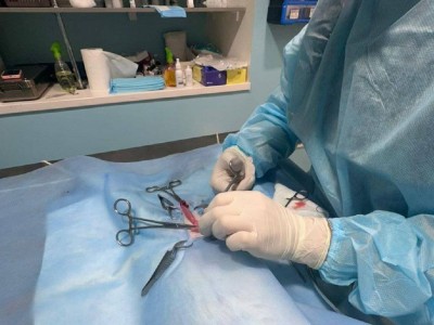 
                    В Алматы продолжается программа по бесплатной стерилизации и кастрации домашних животных
                