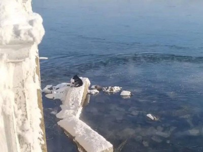 
                    Помогли собаке в мороз выбраться из воды в ВКО
                
