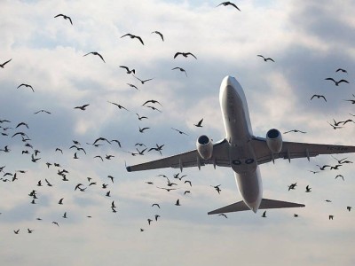 
                    Орнитологическая обстановка в аэропортах улучшилась
                