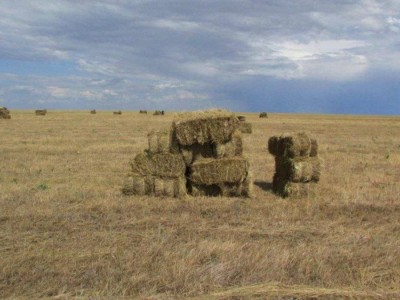 
                    Уволены инспекторы Коргалжынского заповедника за выпас 700 лошадей близких родственников
                