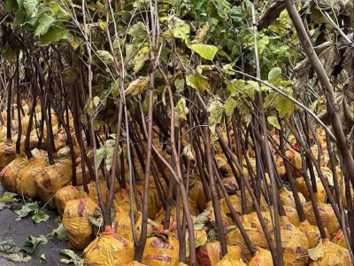 
                    В рамках акции «Зеленый двор» жители Алматы получили саженцы
                