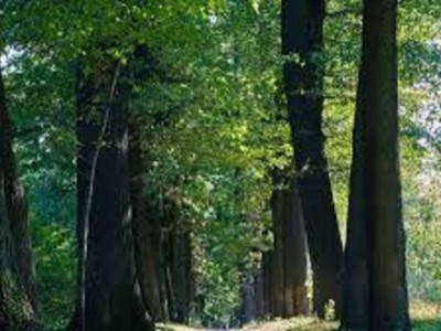 
                    В Алматы в следующем году благоустроят рощу Баума
                