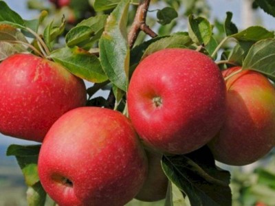 
                    150 тонн яблок привезут на фестиваль Apple Fest в Алматы
                