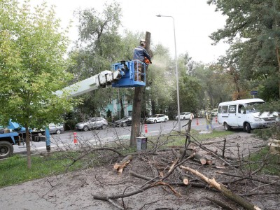 
                    Как провести рубку деревьев по закону
                