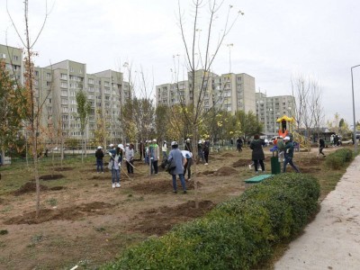 
                    Топ-5 вопросов по теме высадки деревьев в осенний период
                