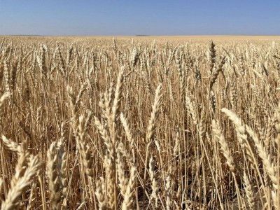 
                    Из-за непогоды ухудшается качество зерна в северной части Казахстана
                