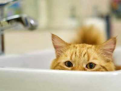 
                    В одном из секторов Медеуского района Алматы временно отключат холодную воду
                