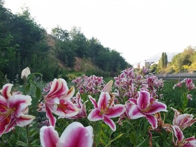 
                    Какой будет погода в Алматы и области 24 июля
                