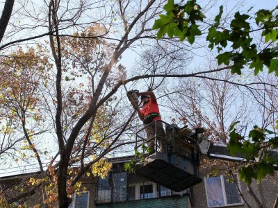 
                    В Алматы идет санитарная обрезка и снос аварийных деревьев
                