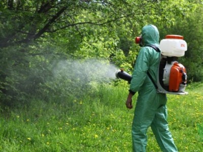 
                    Деревья в Алматы обработают от клопов по просьбам горожан
                