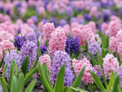 
                    В Алматы проходит цветочная ярмарка Garden Flowers
                