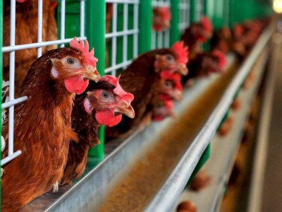 
                    Вступил в силу техрегламент ЕАЭС «О безопасности мяса птицы и продукции его переработки»
                