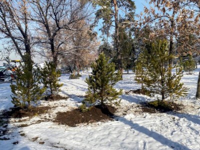 
                    На «Атакенте» высадили саженцы хвойных деревьев
                