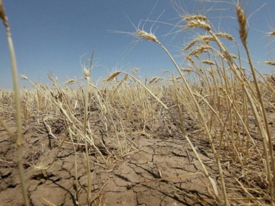 
                    На юге Казахстана аграрии несут многомилионные потери из-за капризов погоды
                