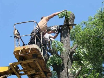 
                    В акимате Алмалинского района ответили о причинах сноса тополей
                