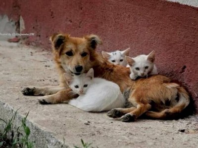
                    В РК на отлов и уничтожение бродячих животных было выделено свыше миллиарда тенге
                