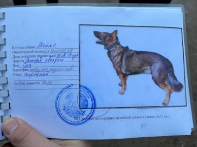 
                    Полицейские вызволили из плена служебную собаку, похищенную во время беспорядков
                