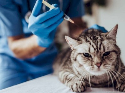 
                    Вакцину против COVID-19 для кошек разработали в Казахстане
                