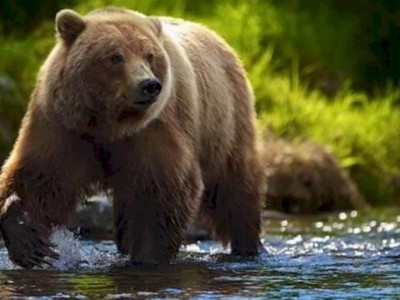
                    Медведи из Алматинского зоопарка переехали в новый дом
                