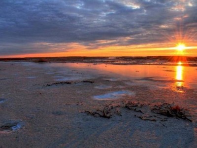 
                    В РК примут программу по посадке саксаула на высохшем дне Аральского моря
                