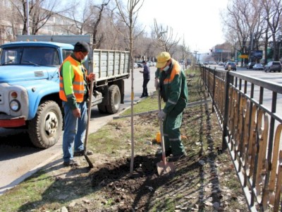 
                    250 ясеней посадят на разделительной полосе по Абая в Алматы
                