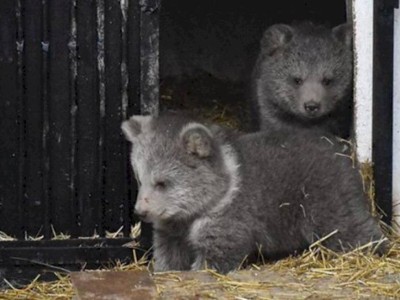 
                    Алматинцам предлагают придумать имена для медвежат
                