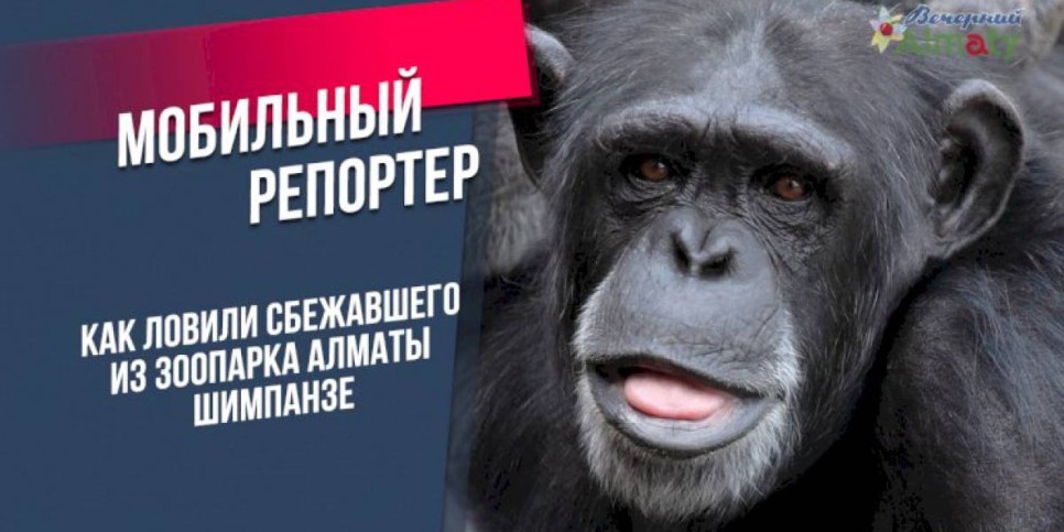 Как ловили сбежавшего из зоопарка Алматы шимпанзе
