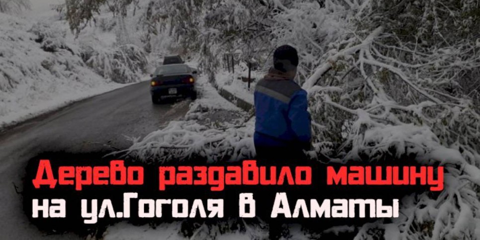 
                    Дерево раздавило машину на ул. Гоголя в Алматы
                
