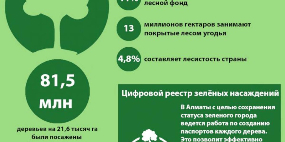 
                    О зелёном фонде страны и цифровом реестре деревьев в Алматы
                