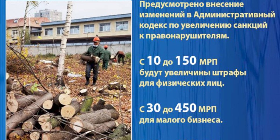 
                    На сколько увеличат штрафы за незаконную вырубку деревьев в Казахстане?
                