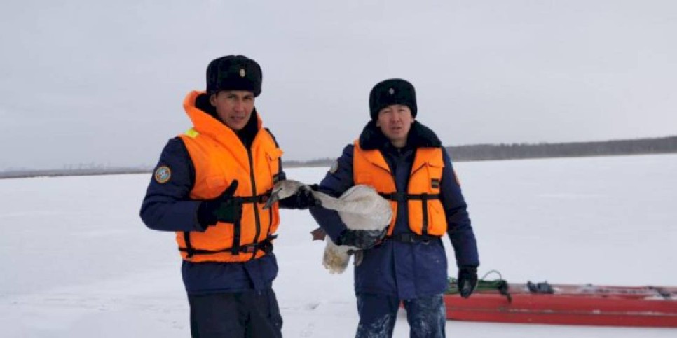 
                    Казахстанские спасатели помогли замерзающим на озере вблизи Петропавловска лебедям
                