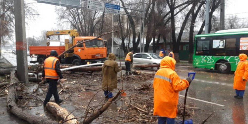 
                    В Алматы зафиксировано 19 случаев падения деревьев
                