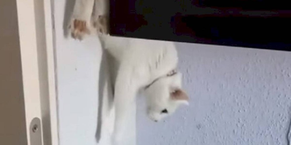 
                    Видео с кошкой, оригинально спускающейся со шкафа, набирает популярность в соцсетях
                