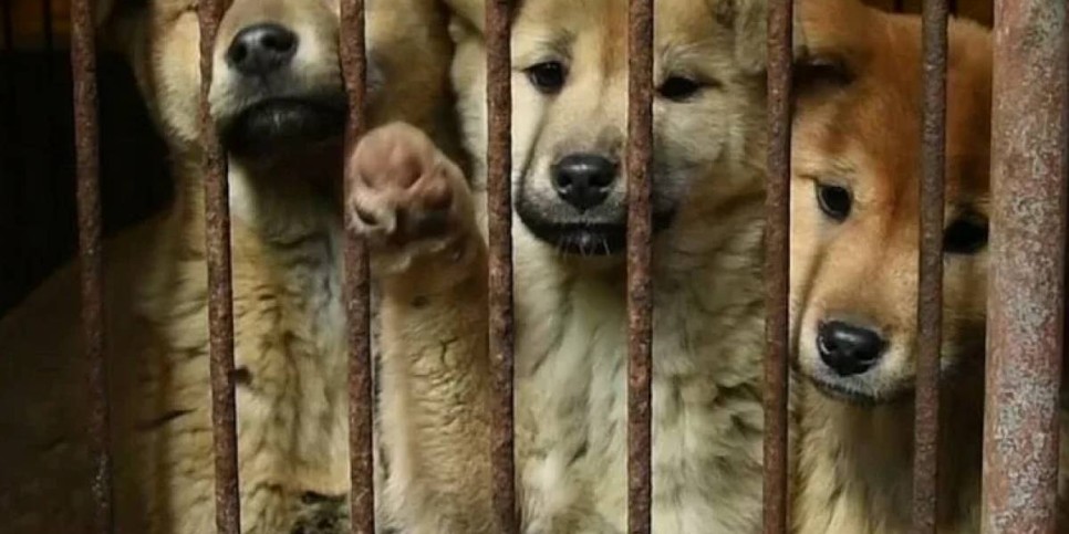 
                    Жителям Южной Кореи могут запретить есть собак
                