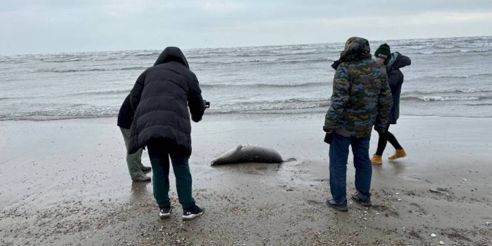 
                    У погибших на побережье Каспийского моря тюленей не обнаружили птичий грипп
                