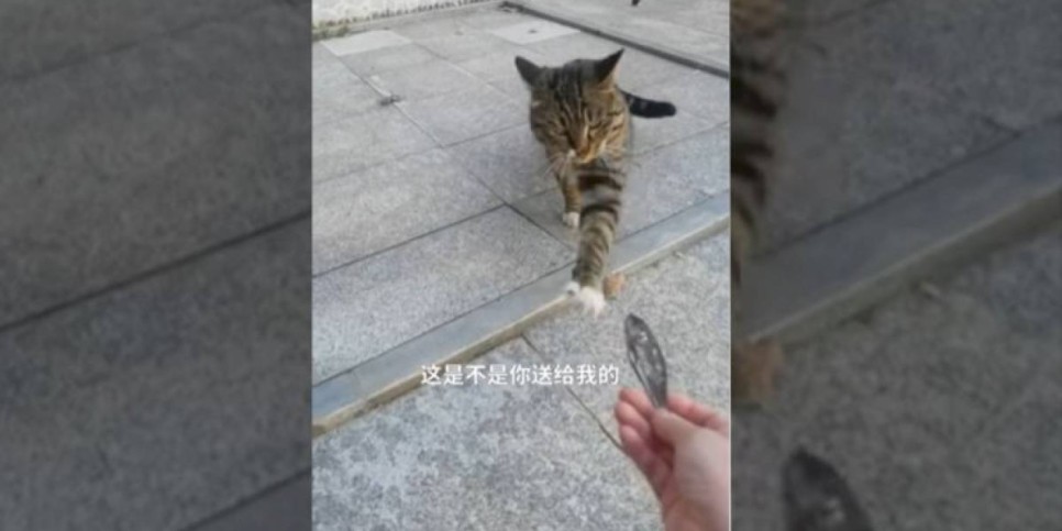
                    Видео с бездомной кошкой, подарившей женщине сушеную рыбу, умилило пользователей сети
                