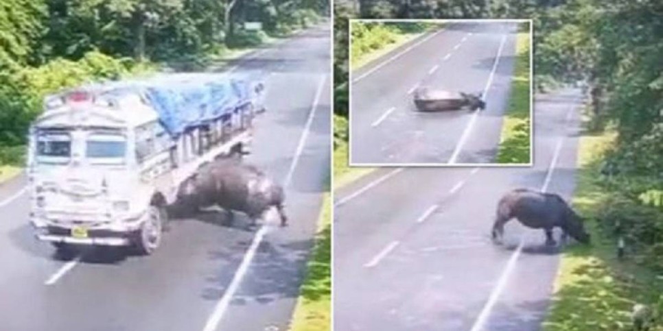 
                    Видео столкновения грузовика с носорогом обсуждают в сети
                