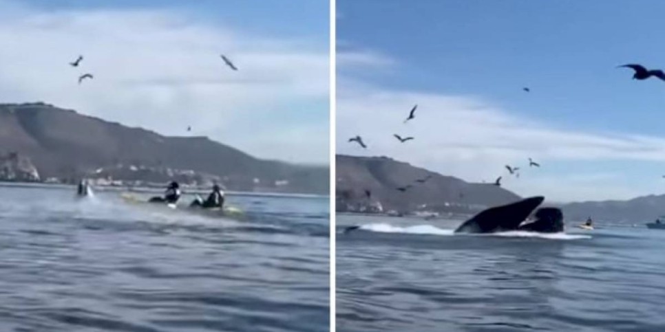 
                    Видео с горбатым китом, проглотившим двух женщин, шокировало зрителей
                