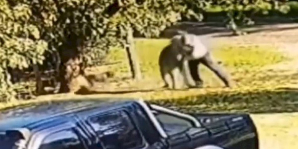
                    Видео уличной драки человека с кенгуру обсуждают в сети
                