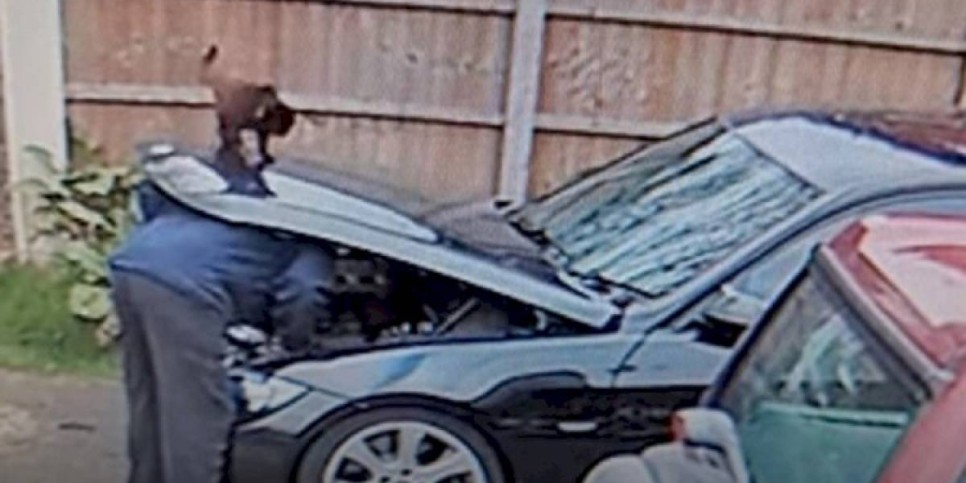 
                    Видео с кошкой, отомстившей хозяину за равнодушие, развеселило пользователей Сети
                