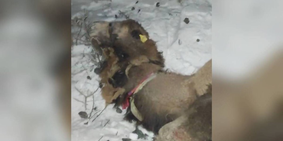 
                    Верблюды попали под поезд в Атырауской области
                