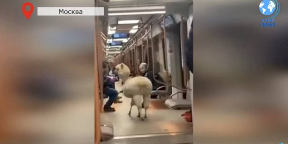 
                    Видео с альпакой в московском метро удивило и развеселило зрителей
                