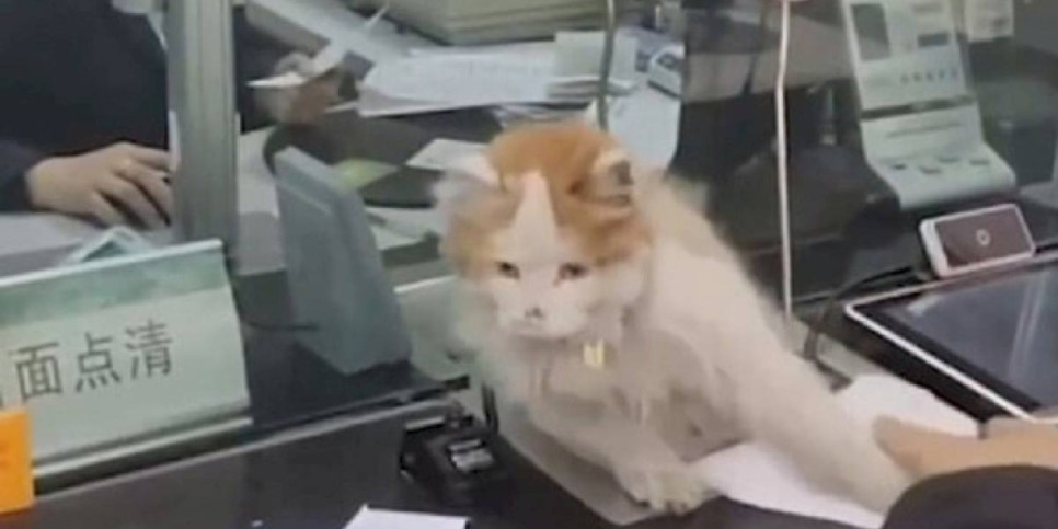 
                    Видео с трюком «банковской» кошки набирает популярность в Сети
                