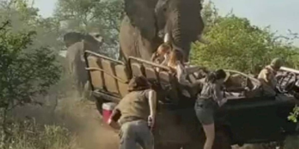 
                    Нападение слона на джип с туристами попало на видео
                