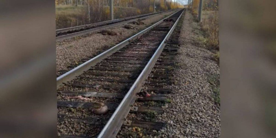 
                    20 овец попали под грузовой поезд в СКО
                