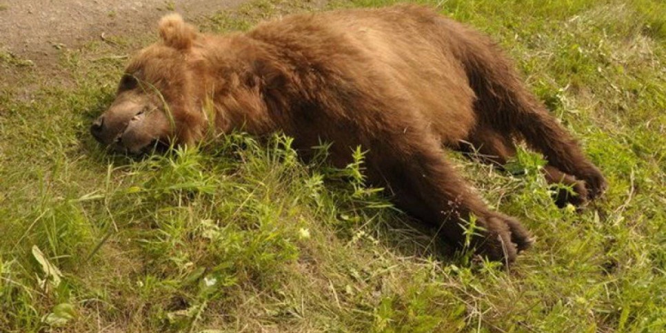 
                    Браконьер убил медведя на востоке Казахстана
                