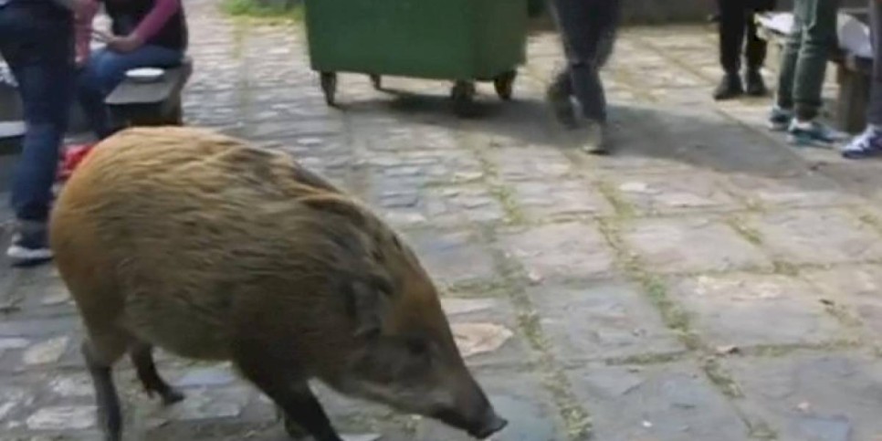 
                    Видео визита дикого кабана в один из банков Китая обсуждают в соцсетях
                
